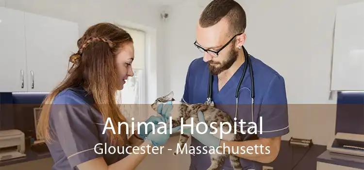 Animal Hospital Gloucester - Massachusetts