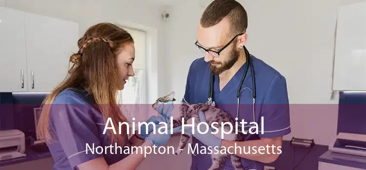 Animal Hospital Northampton - Massachusetts