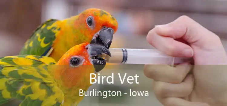 Bird Vet Burlington - Iowa