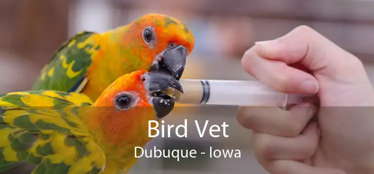 Bird Vet Dubuque - Iowa
