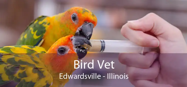 Bird Vet Edwardsville - Illinois