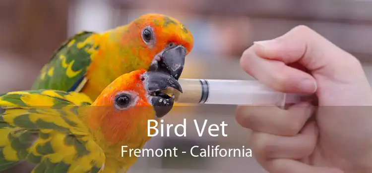 Bird Vet Fremont - California