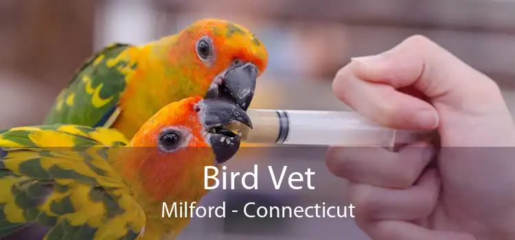 Bird Vet Milford - Connecticut