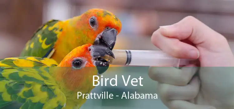 Bird Vet Prattville - Alabama