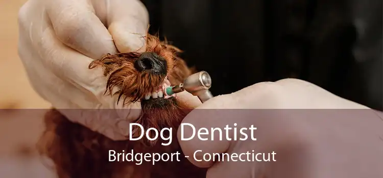 Dog Dentist Bridgeport - Connecticut