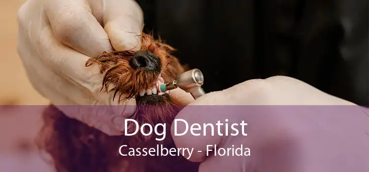 Dog Dentist Casselberry - Florida