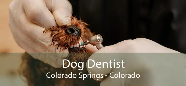 Dog Dentist Colorado Springs - Colorado