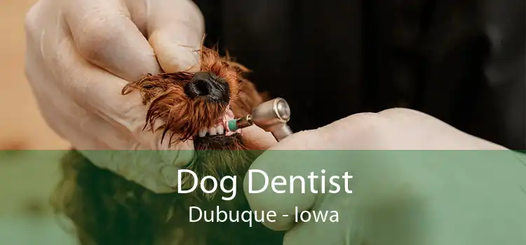 Dog Dentist Dubuque - Iowa