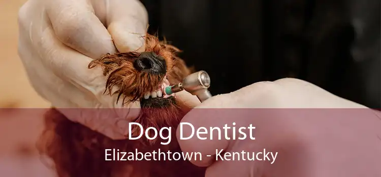 Dog Dentist Elizabethtown - Kentucky