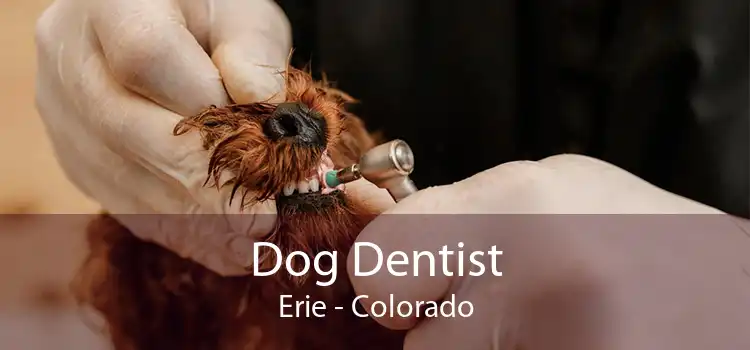 Dog Dentist Erie - Colorado