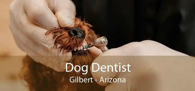 Dog Dentist Gilbert - Arizona