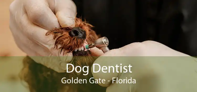Dog Dentist Golden Gate - Florida
