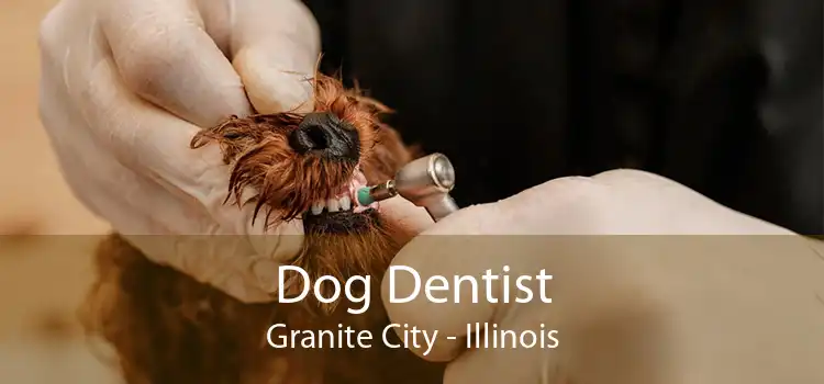 Dog Dentist Granite City - Illinois