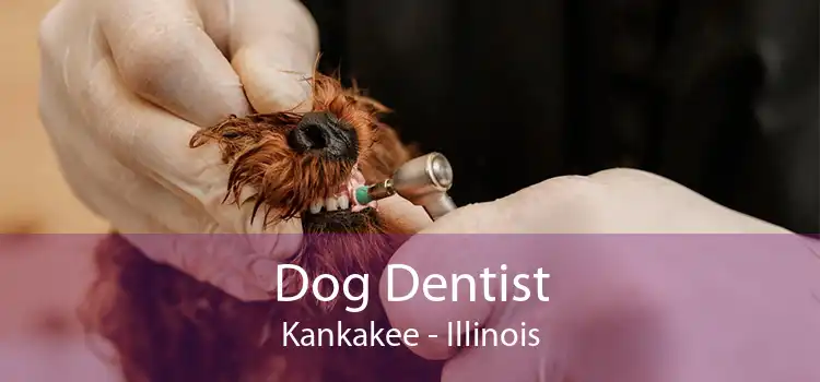 Dog Dentist Kankakee - Illinois