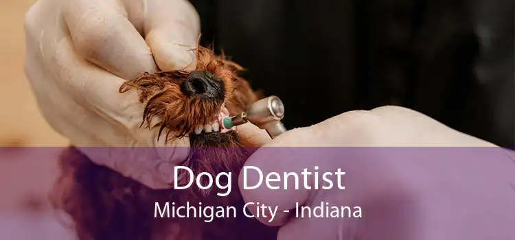 Dog Dentist Michigan City - Indiana