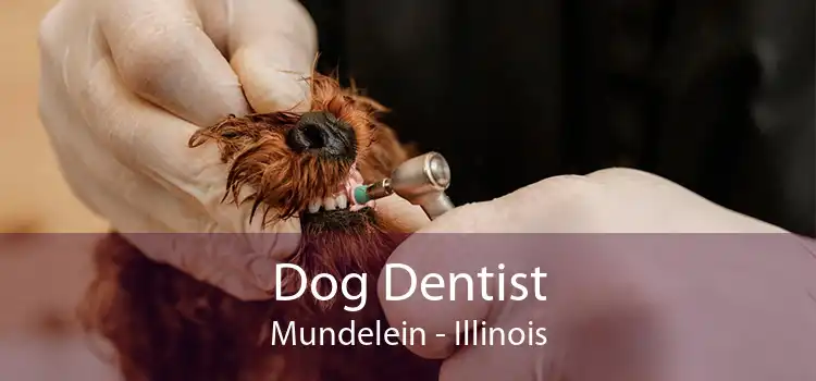 Dog Dentist Mundelein - Illinois