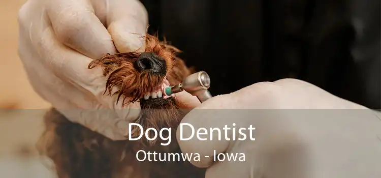 Dog Dentist Ottumwa - Iowa