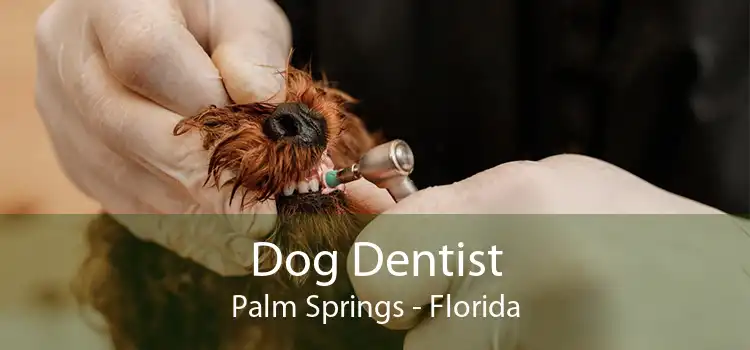 Dog Dentist Palm Springs - Florida