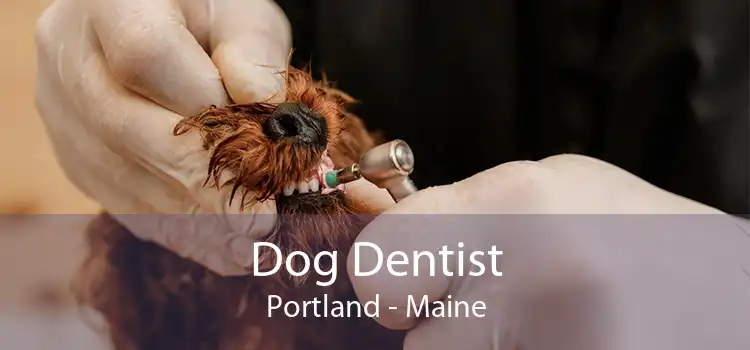 Dog Dentist Portland - Maine