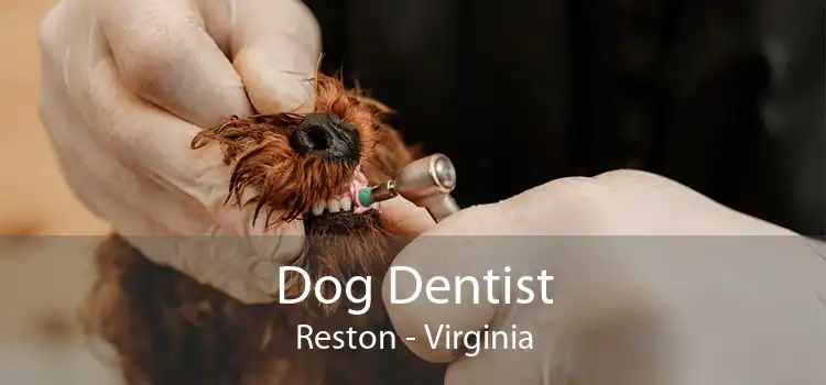Dog Dentist Reston - Virginia