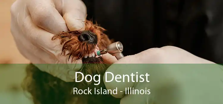 Dog Dentist Rock Island - Illinois