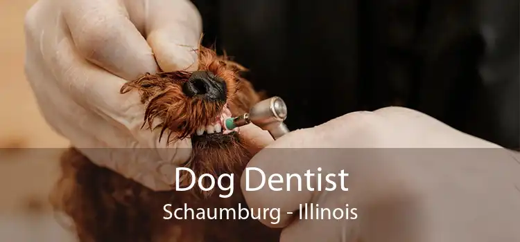 Dog Dentist Schaumburg - Illinois