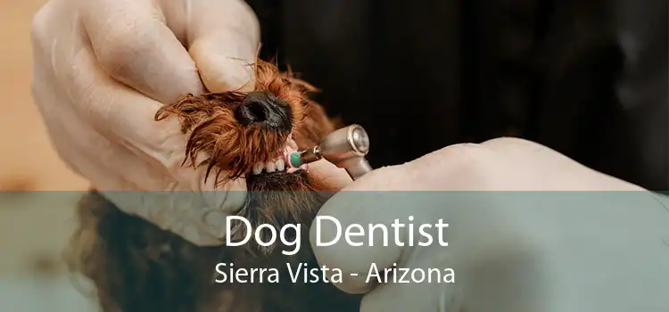 Dog Dentist Sierra Vista - Arizona