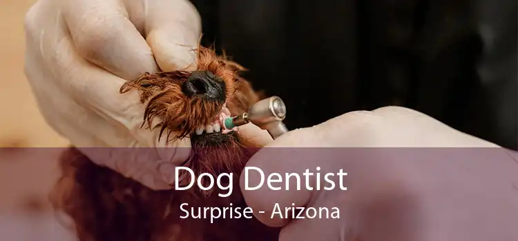 Dog Dentist Surprise - Arizona