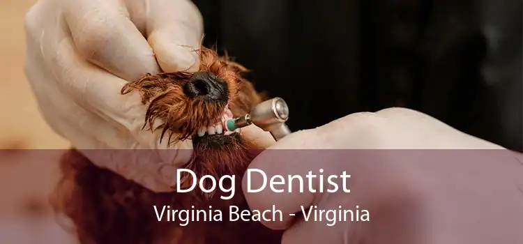 Dog Dentist Virginia Beach - Virginia