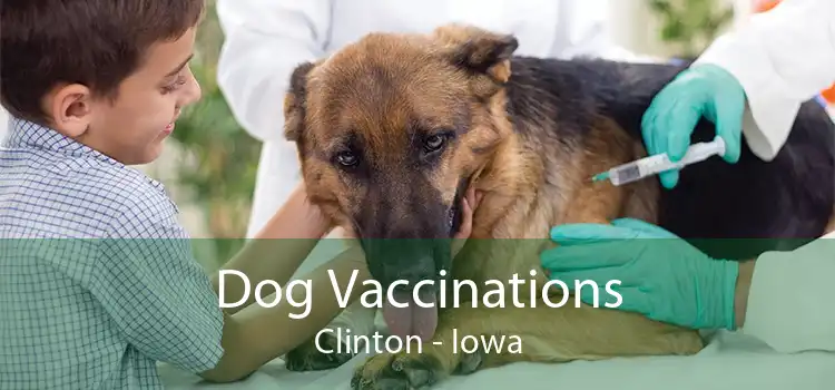 Dog Vaccinations Clinton - Iowa