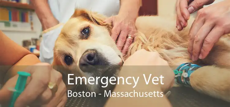 Emergency Vet Boston - Massachusetts