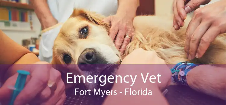 Emergency Vet Fort Myers - Florida
