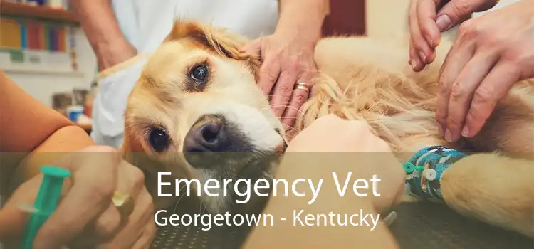 Emergency Vet Georgetown - Kentucky