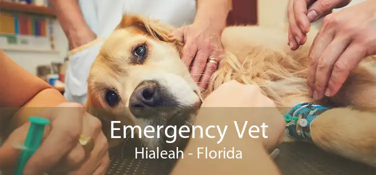 Emergency Vet Hialeah - Florida