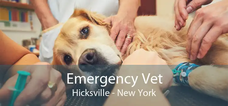 Emergency Vet Hicksville - New York