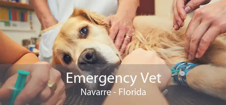 Emergency Vet Navarre - Florida
