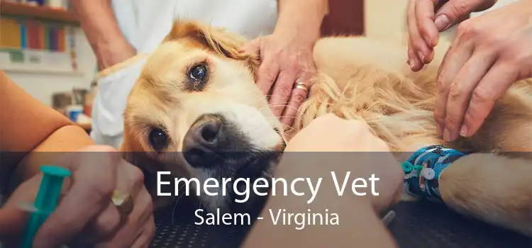 Emergency Vet Salem - Virginia