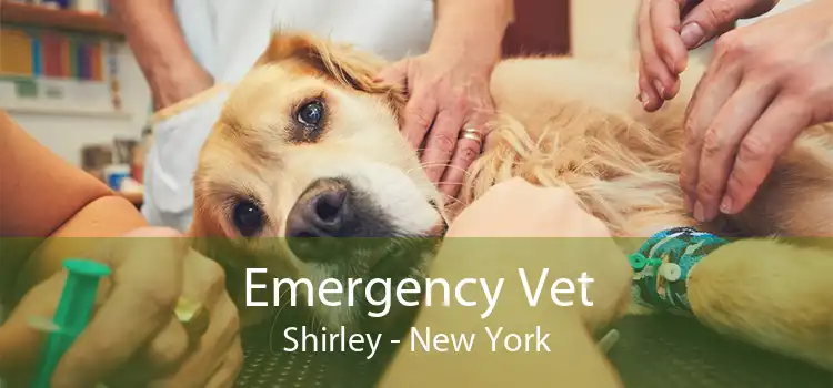 Emergency Vet Shirley - New York
