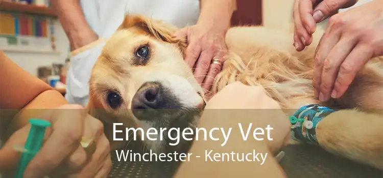 Emergency Vet Winchester - Kentucky