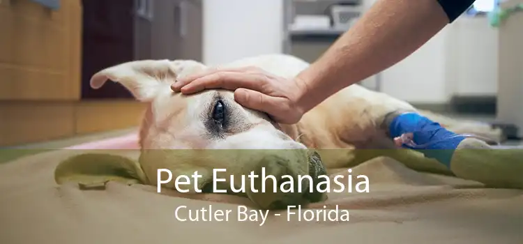 Pet Euthanasia Cutler Bay - Florida