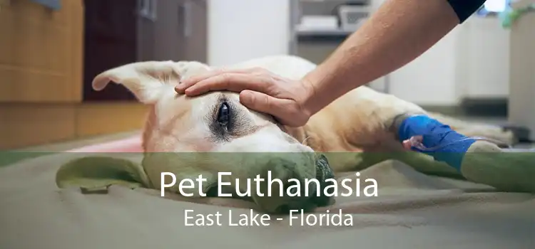 Pet Euthanasia East Lake - Florida