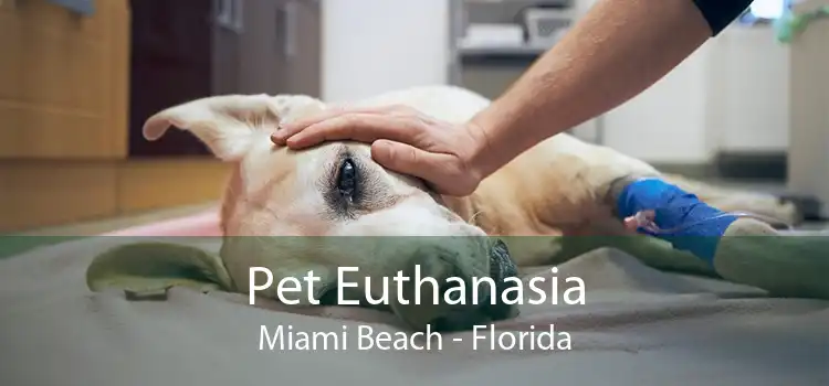 Pet Euthanasia Miami Beach - Florida