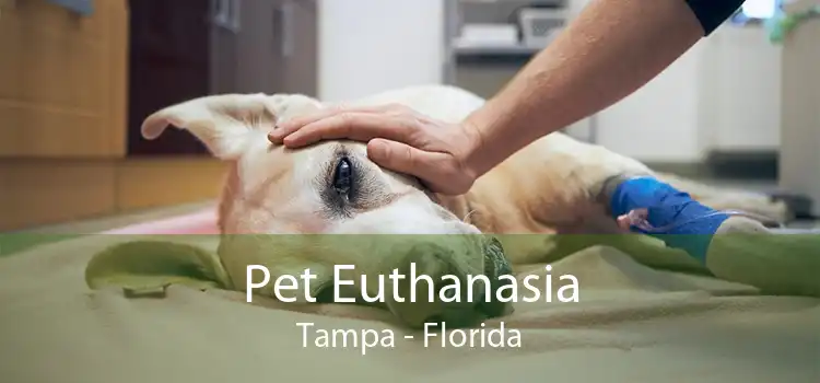 Pet Euthanasia Tampa - Florida