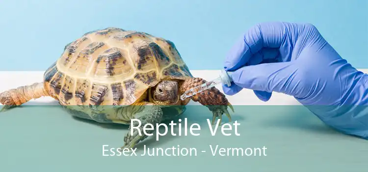 Reptile Vet Essex Junction - Vermont