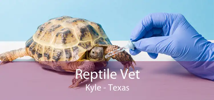 Reptile Vet Kyle - Texas