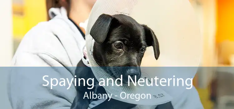 Spaying and Neutering Albany - Oregon