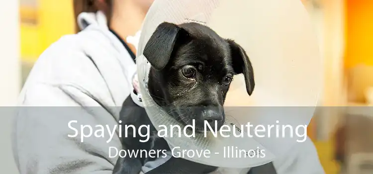 Spaying and Neutering Downers Grove - Illinois