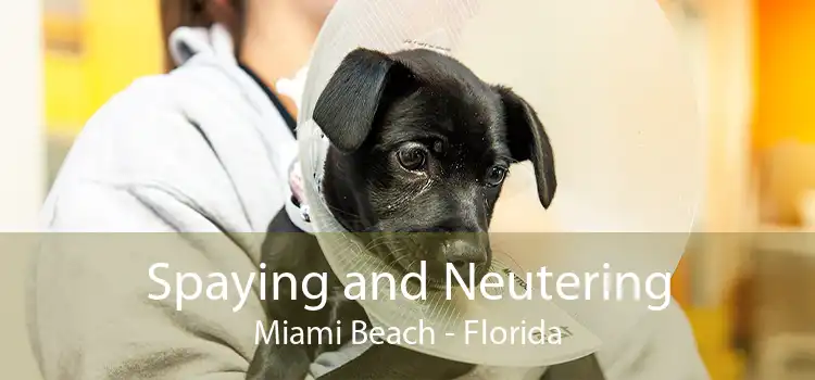 Spaying and Neutering Miami Beach - Florida