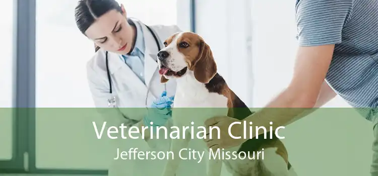 Veterinarian Clinic Jefferson City Missouri