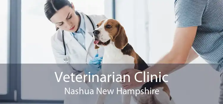 Veterinarian Clinic Nashua New Hampshire